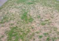 A dry lawn with red thread problems.