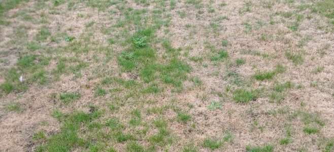 A dry lawn with red thread problems.