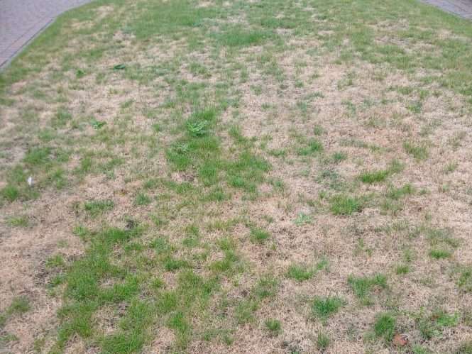 A dry lawn with red thread problems.