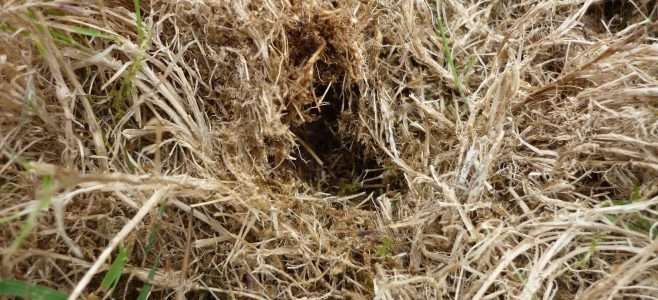 Thatch in a lawn