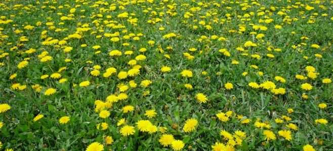 Field of Dandelions
