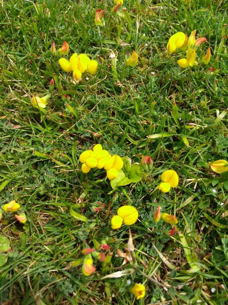 Common bird's-foot trefoil (Lotus corniculatus) in a lawn