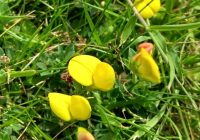 Close up of Common bird's-foot trefoil (Lotus corniculatus) in a lawn