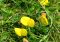 Close up of Common bird's-foot trefoil (Lotus corniculatus) in a lawn