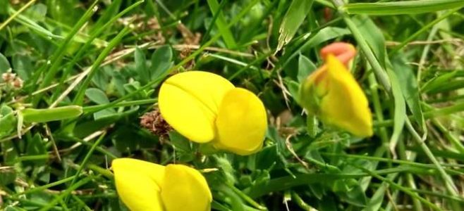 Close up of Common bird's-foot trefoil (Lotus corniculatus) in a lawn