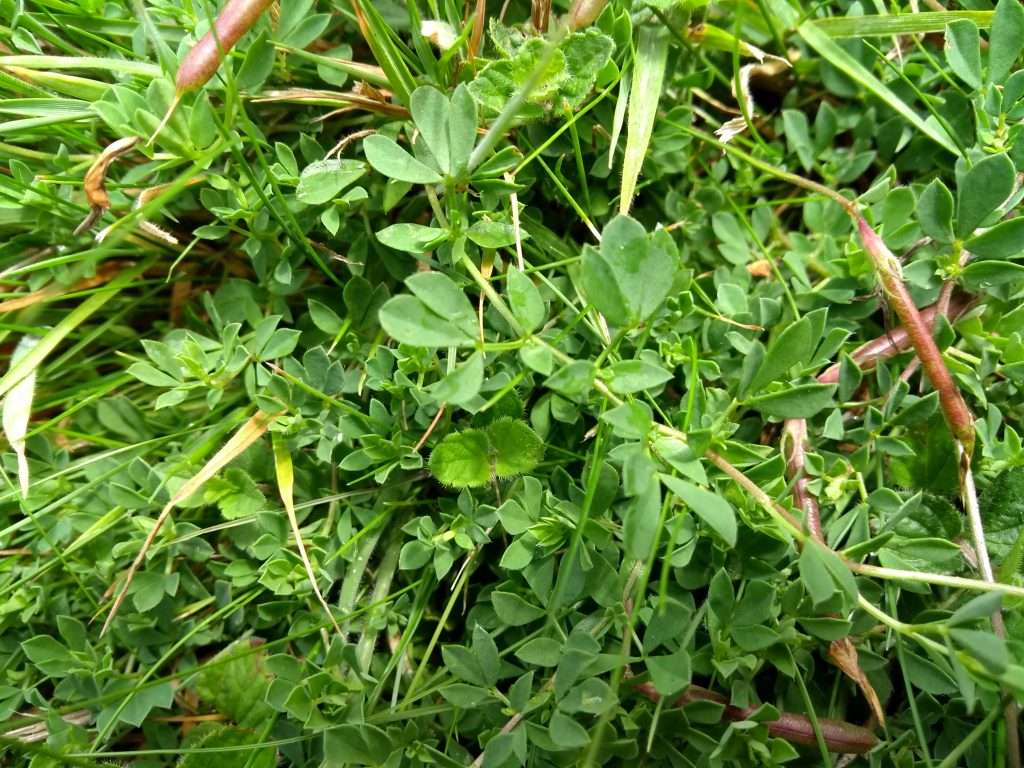 Common bird's-foot trefoil leaves.