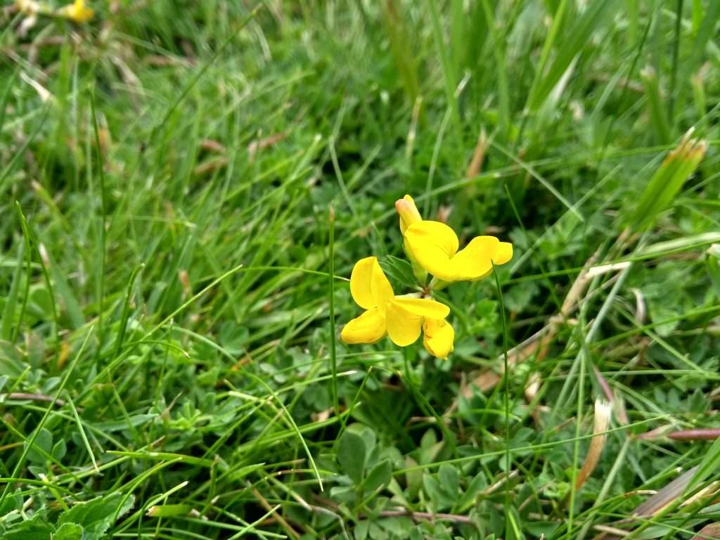 Common bird's-foot trefoil (Lotus corniculatus) flowers