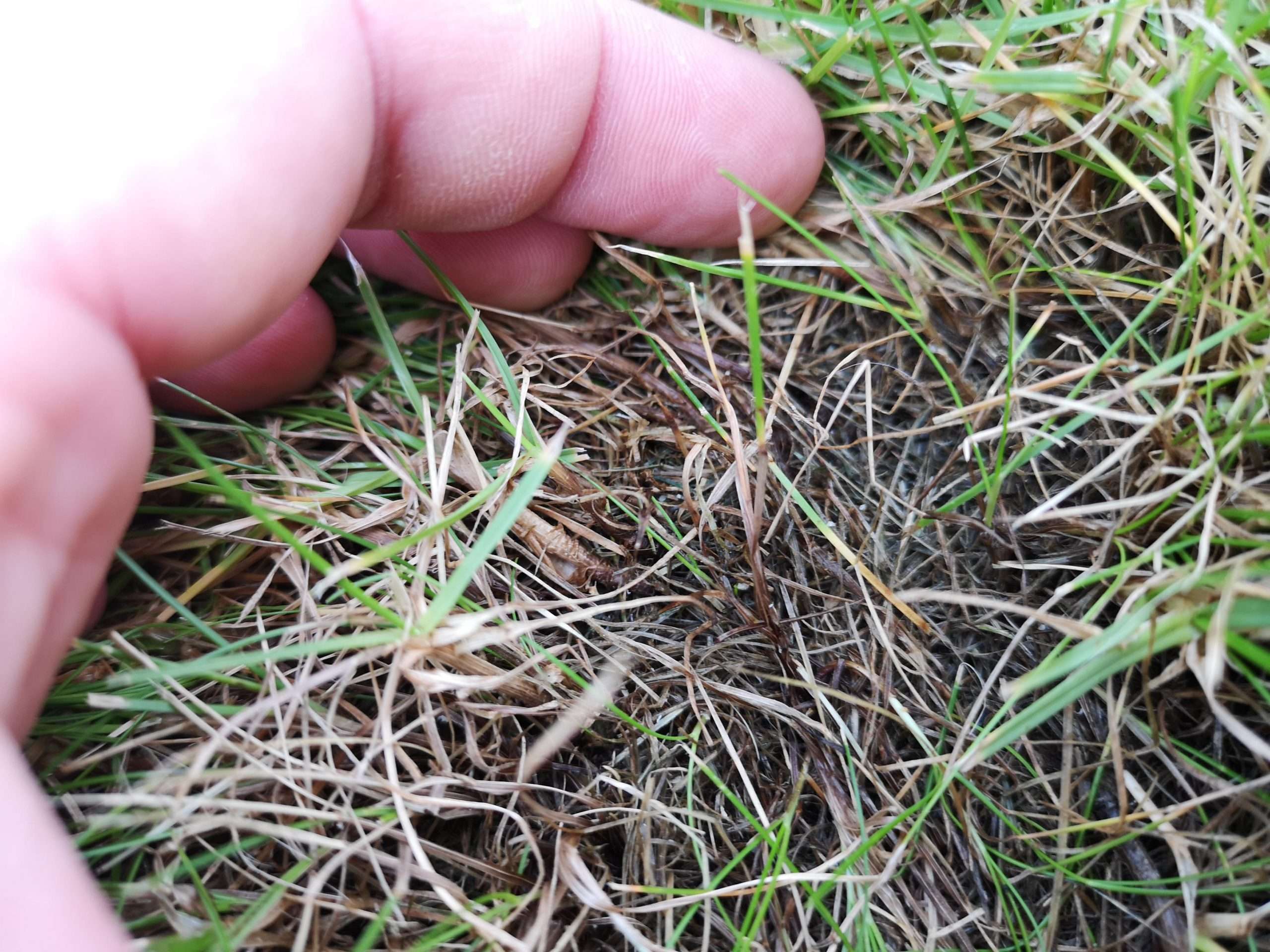 A closeup picture of the patchy new lawn