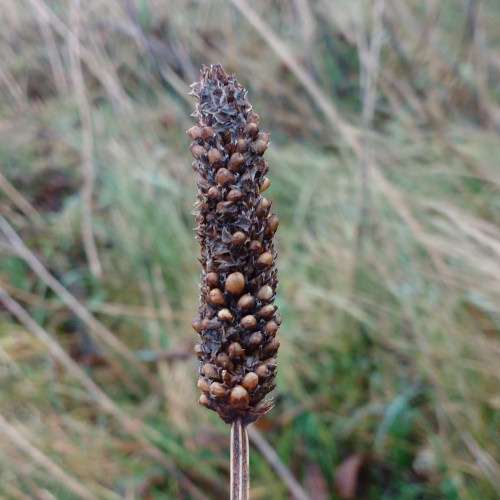 Ribwort plantain seeds