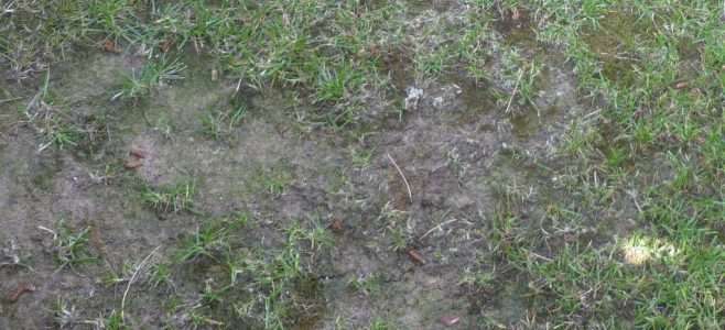 A thin, compacted lawn